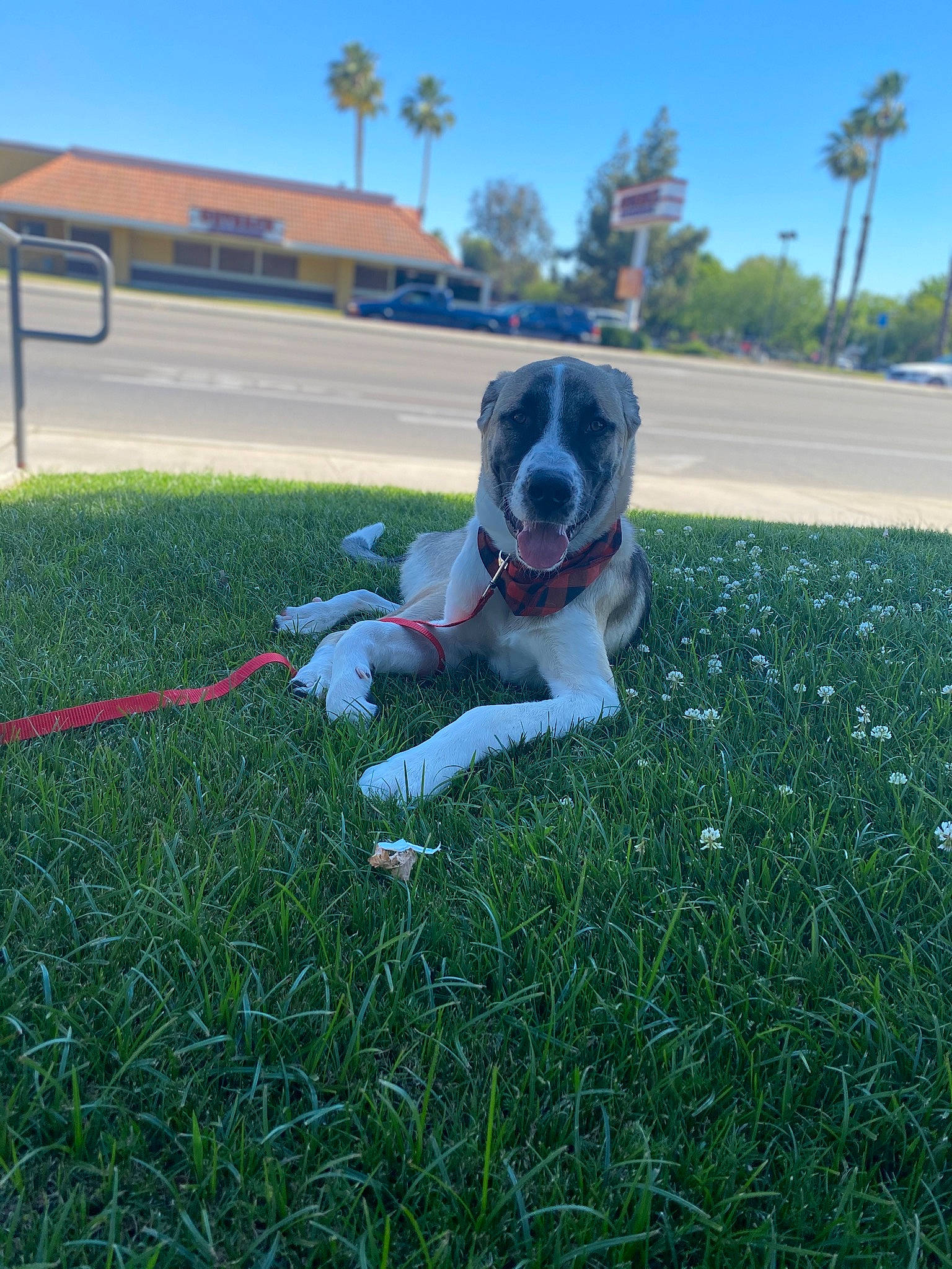 Nipsey is registered to the contest to win money with this photo: ball, carnivore, cloud, collar, companion_dog, dog, dog_breed, dog_collar, fawn, grass, grassland, happy, lawn, leash, palm_tree, plant, sky, sporting_group, toy_dog, tree