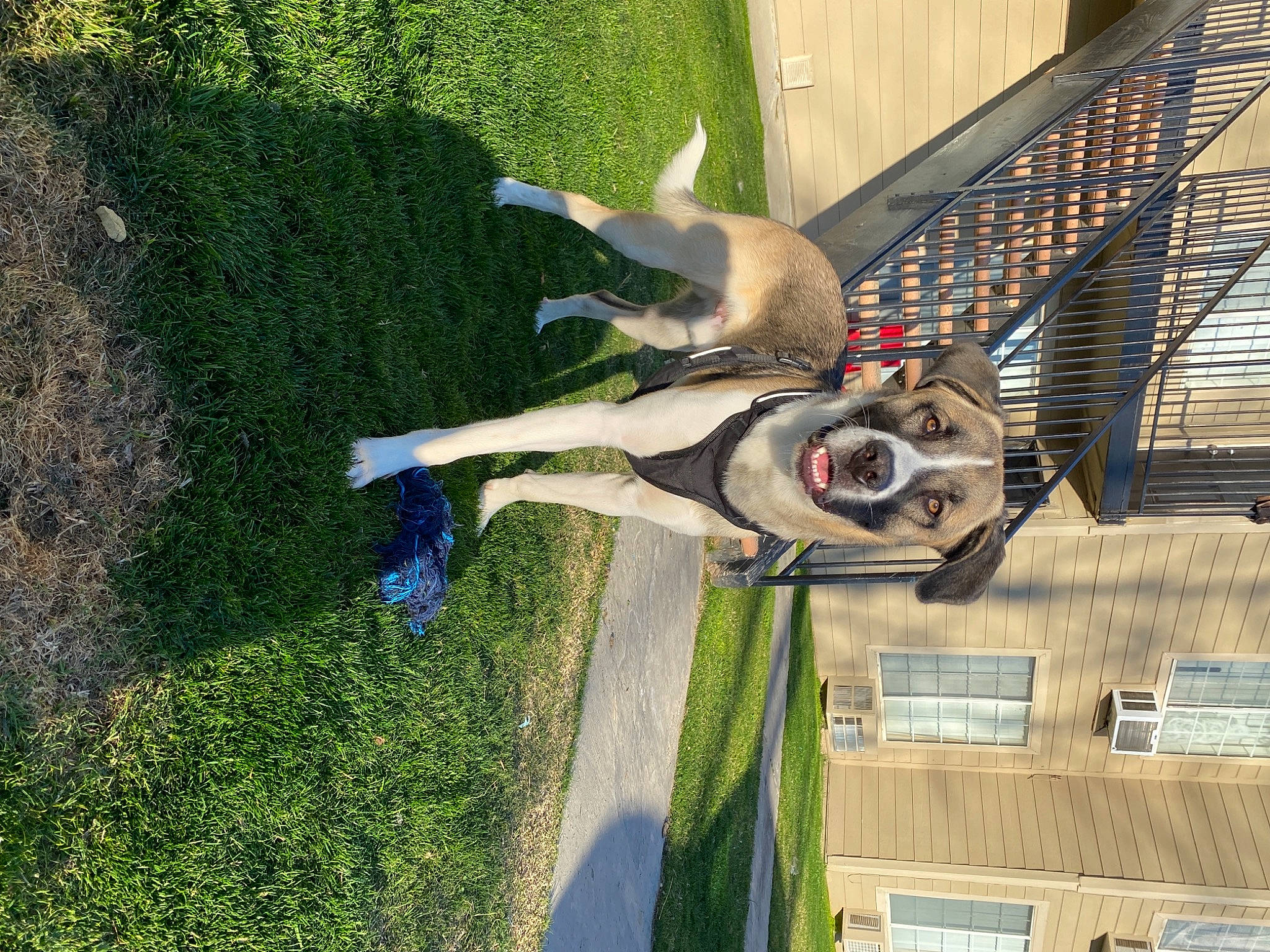 Nipsey joined the competition — help win amazing prizes! adventure, canidae, carnivore, collar, companion_dog, dog, dog_breed, dog_supply, fawn, grass, leisure, non_sporting_group, pet_supply, plant, shadow, sporting_group, tail, working_animal, yard