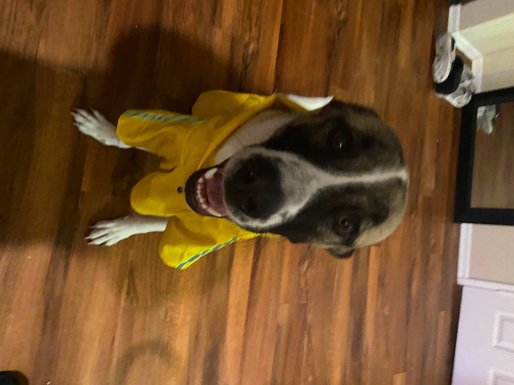 Nipsey joined the competition — help win amazing prizes! canidae, carnivore, collar, companion_dog, dog, dog_breed, fawn, floor, flooring, fur, hardwood, pet_supply, sporting_group, tail, whiskers, wood, wood_flooring, wood_stain, working_animal, working_dog