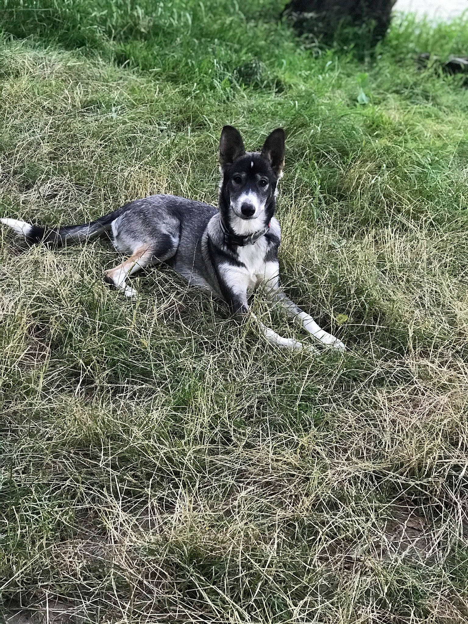 Patatra a rejoint le concours — aidez-le/la à gagner de superbes lots ! canidae, carnivore, companion_dog, dog, dog_breed, grass, groundcover, herding_dog, hunting_dog, mcnab, non_sporting_group, pasture, plant, snout, soil, sporting_group, tail, terrestrial_animal, working_animal, working_dog