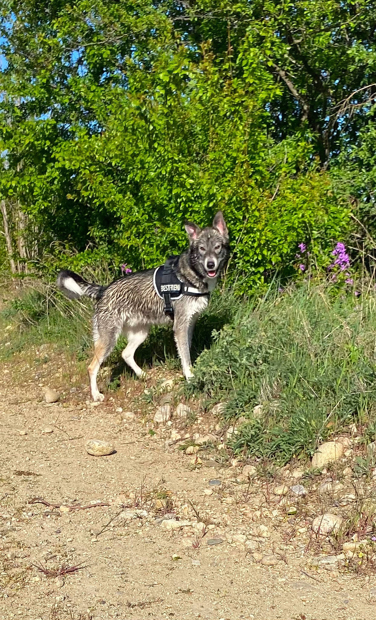 Patatra a rejoint le concours — aidez-le/la à gagner de superbes lots ! canidae, carnivore, dog_breed, felidae, grass, groundcover, herbaceous_plant, hunting_dog, plant, shrub, shrubland, snout, soil, subshrub, tail, terrestrial_animal, trail, tree, working_animal, working_dog