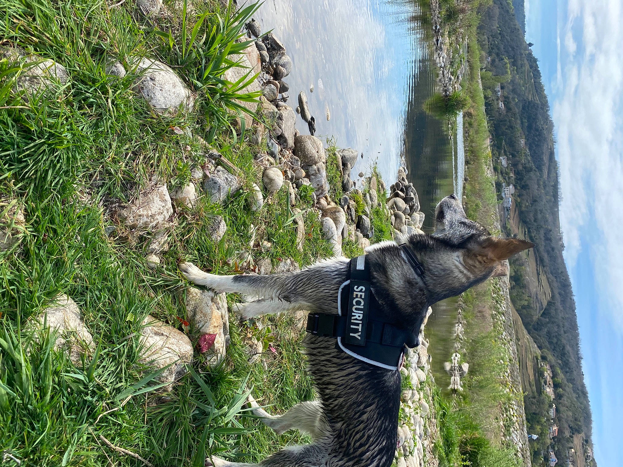 Patatra participe au concours pour gagner de l'argent avec cette photo : canidae, carnivore, cloud, collar, dog, dog_breed, grass, mountain, nature_reserve, plant, sky, snout, sporting_group, tail, tree, trunk, vegetation, water, wilderness, working_animal