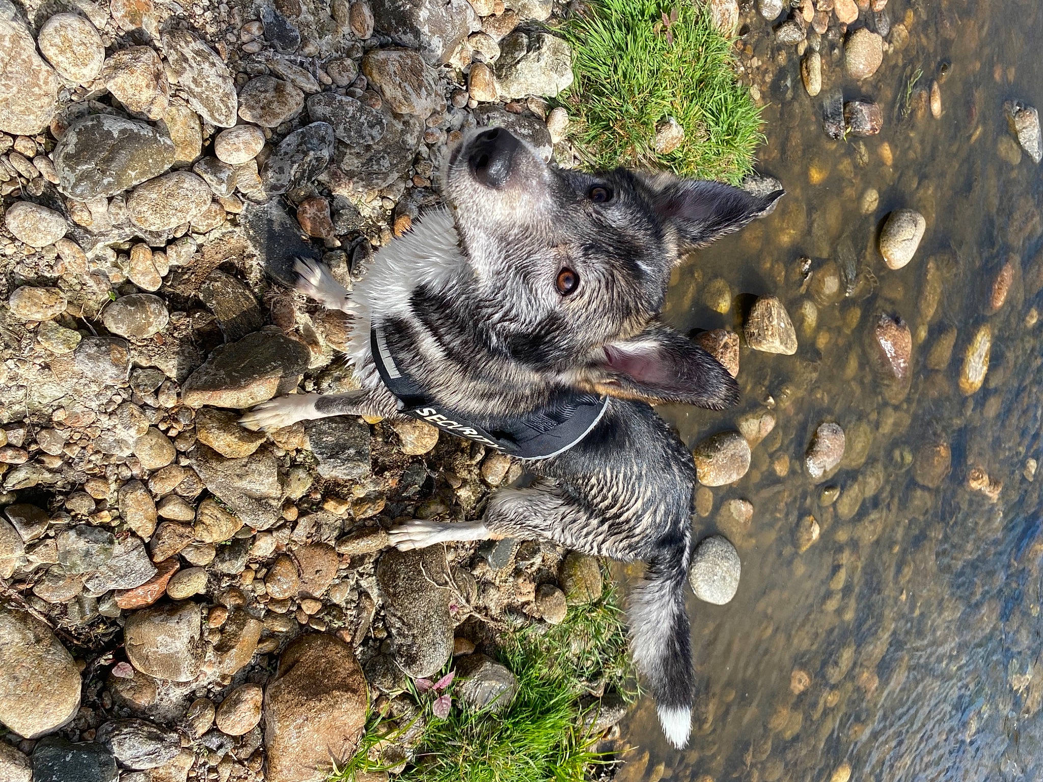 Patatra a rejoint le concours — aidez-le/la à gagner de superbes lots ! canidae, carnivore, claw, dog_breed, eye, paw, rock, snout, soil, sporting_group, tail, terrestrial_animal, wildlife
