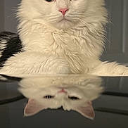 Houdini is registered to the contest to win money with this photo: animal, black_and_white, cat, close_up, curious, domestic_cat, ears, face, fluffy, fur, indoor, looking, pet, portrait, quiet, reflection, still_life, table, whiskers, white_cat
