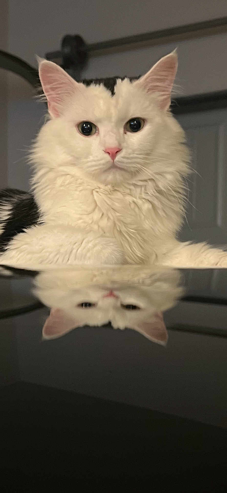 Houdini