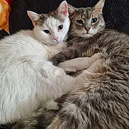 Mila participe au concours pour gagner de l'argent avec cette photo : cat, cats, white_cat, gray_cat, tabby_cat, pets, animal, feline, snuggling, cozy, fur, cute, resting, indoor, closeup, companionship, friendship, relaxed, soft, cute_animals