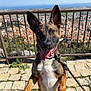 Volt participe au concours pour gagner de l'argent avec cette photo : animal, canine, city_view, closeup, daylight, dog, ears_up, friendly, happy, leash, nature, outdoor, pet, playful, railing, smiling, stone_pavement, sunny, tongue_out, walking