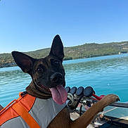 Volt a rejoint le concours — aidez-le/la à gagner de superbes lots ! animal, boat, brown_dog, dog, ears_up, greenery, happy, lake, life_jacket, nature, outdoor, pet, recreation, scenic, sky, summer, sunny, tongue_out, water, water_sports