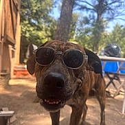 Lawis a rejoint le concours — aidez-le/la à gagner de superbes lots ! animal, brindle, canine, chair, closeup, daytime, dog, fence, happy, nature, outdoor, pet, playful, smile, sunglasses, sunlight, table, tongue, tree, yard