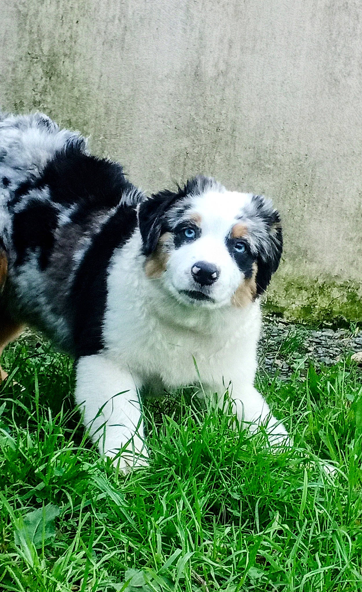 Talia participe au concours pour gagner de l'argent avec cette photo : ancient_dog_breeds, art, ball, canidae, carnivore, companion_dog, dog, dog_breed, grass, herding_dog, non_sporting_group, plant, puppy, snout, sporting_group, terrestrial_animal, toy_dog, whiskers, working_animal, working_dog