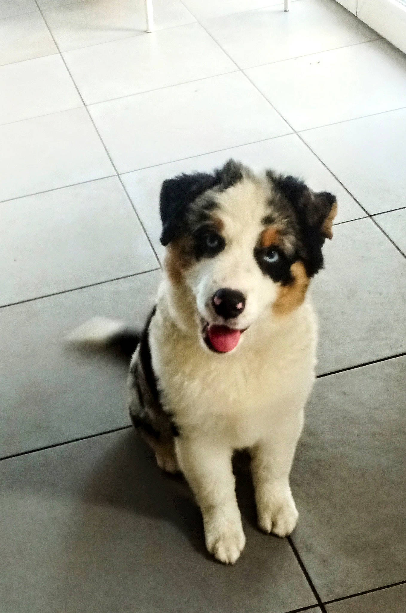 Talia a rejoint le concours — aidez-le/la à gagner de superbes lots ! canidae, carnivore, companion_dog, dog, dog_breed, flooring, fur, herding_dog, paw, puppy, snout, sporting_group, street_dog, tile_flooring, toy_dog, whiskers, working_animal, working_dog