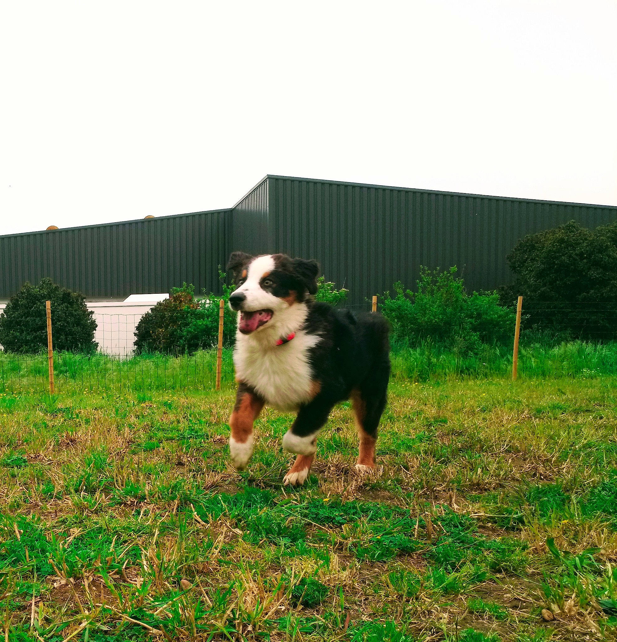 Hellboy participe au concours pour gagner de l'argent avec cette photo : australian_shepherd, bernese_mountain_dog, border_collie, canidae, carnivore, companion_dog, dog, dog_breed, english_shepherd, fence, grass, herding_dog, house, mammal, miniature_australian_shepherd, sporting_group, vertebrate, working_dog