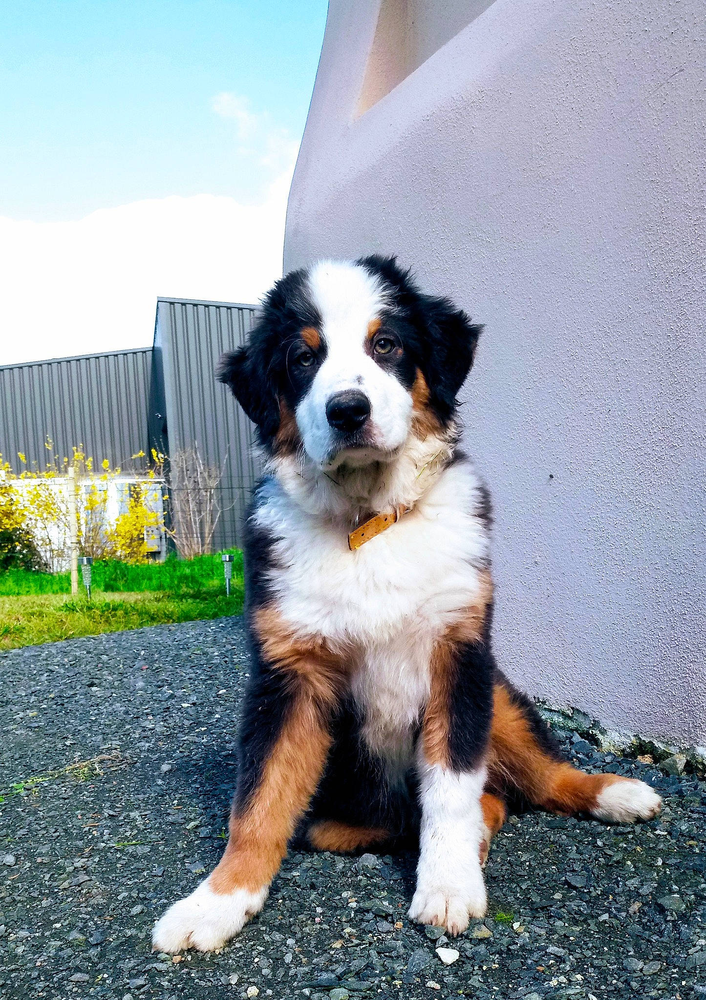 Hellboy participe au concours pour gagner de l'argent avec cette photo : australian_collie, australian_shepherd, bernese_mountain_dog, canidae, carnivore, companion_dog, dog, dog_breed, english_shepherd, giant_dog_breed, mammal, moscow_watchdog, rare_breed_dog, sporting_group, st_bernard, vertebrate, working_dog
