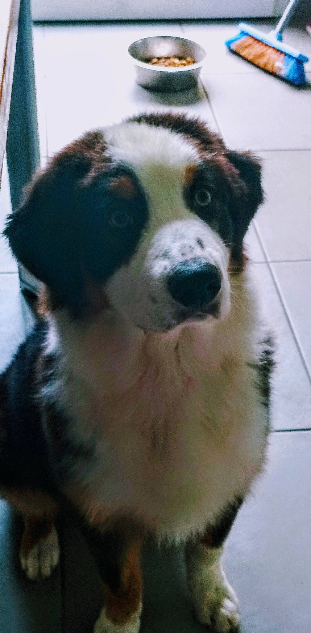 Hellboy participe au concours pour gagner de l'argent avec cette photo : australian_collie, australian_shepherd, bernese_mountain_dog, border_collie, canidae, carnivore, companion_dog, dog, dog_breed, english_shepherd, fur, mammal, miniature_australian_shepherd, nose, rare_breed_dog, snout, sporting_group, vertebrate, working_dog