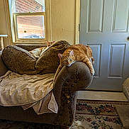 Edgar joined the competition — help win amazing prizes! armchair, blanket, carpet, cat, cats, couch, cozy, door, floral_pattern, home, indoor, living_room, lounging_cat, orange_tabby, pets, pillows, relaxed, sleeping_cat, sunlight, window