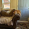 armchair, blanket, carpet, cat, cats, couch, cozy, door, floral_pattern, home, indoor, living_room, lounging_cat, orange_tabby, pets, pillows, relaxed, sleeping_cat, sunlight, window