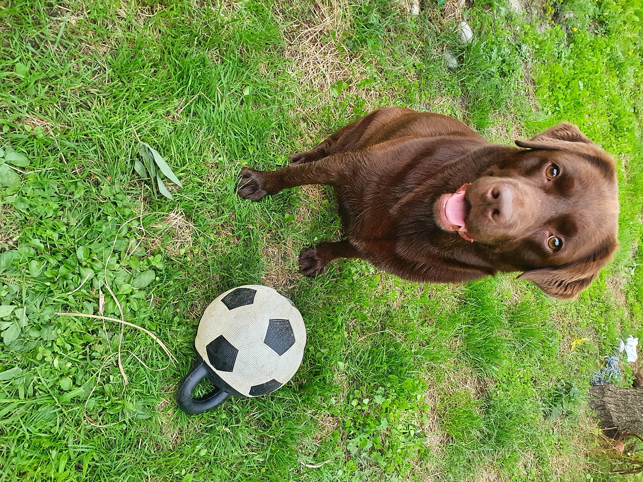 Moana participe au concours pour gagner de l'argent avec cette photo : ball, carnivore, companion_dog, dog, dog_breed, fawn, football, grass, groundcover, hat, lawn, liver, people_in_nature, plant, soccer, soccer_ball, sports_equipment, terrestrial_animal, toy, working_animal
