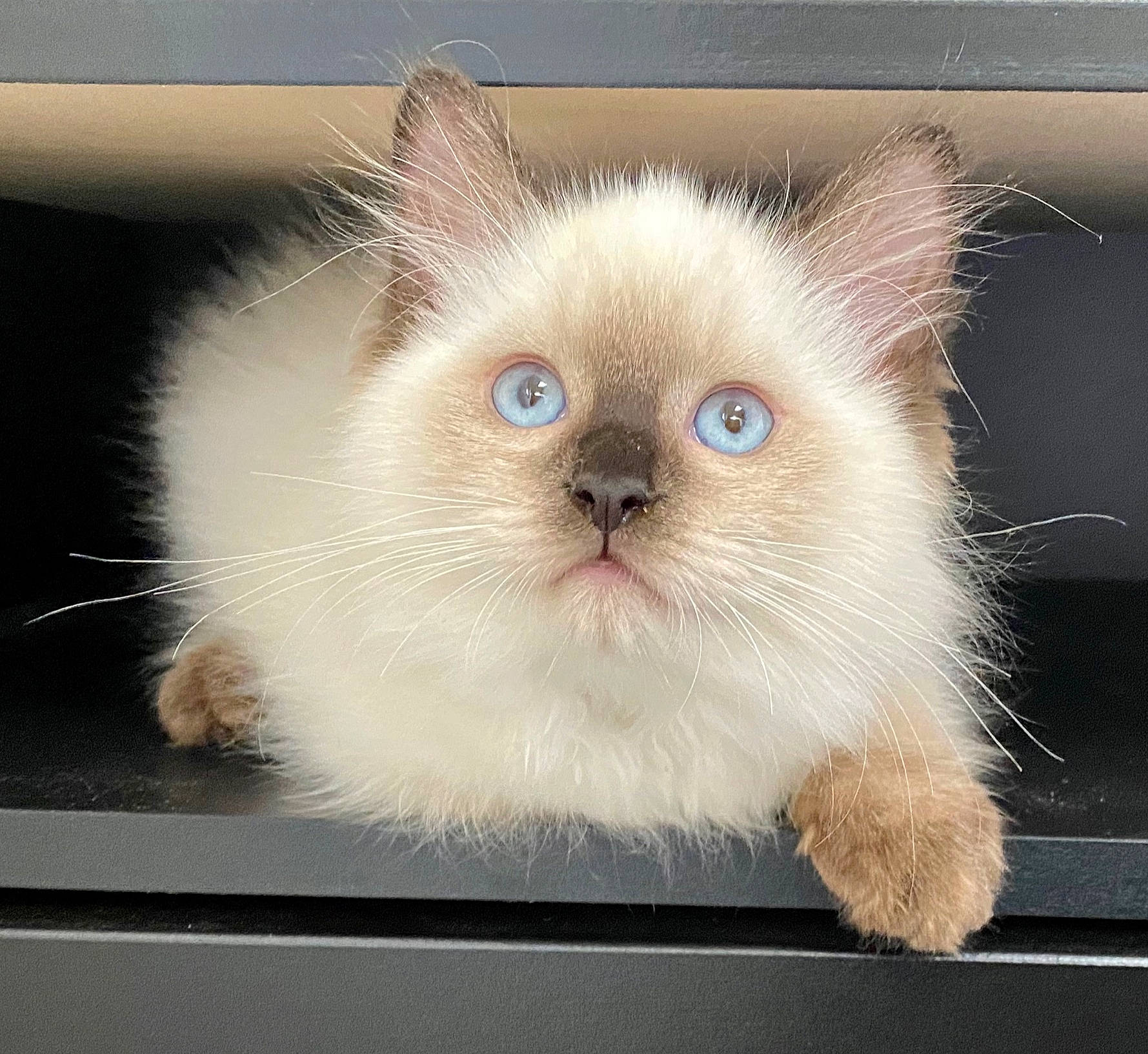 Cloe is registered to the contest to win money with this photo: asian_semi_longhair, balinese, birman, carnivore, cat, domestic_long_haired_cat, ear, eye, felidae, fur, himalayan, iris, kitten, mammal, ragdoll, small_to_medium_sized_cats, snout, tonkinese, vertebrate, whiskers