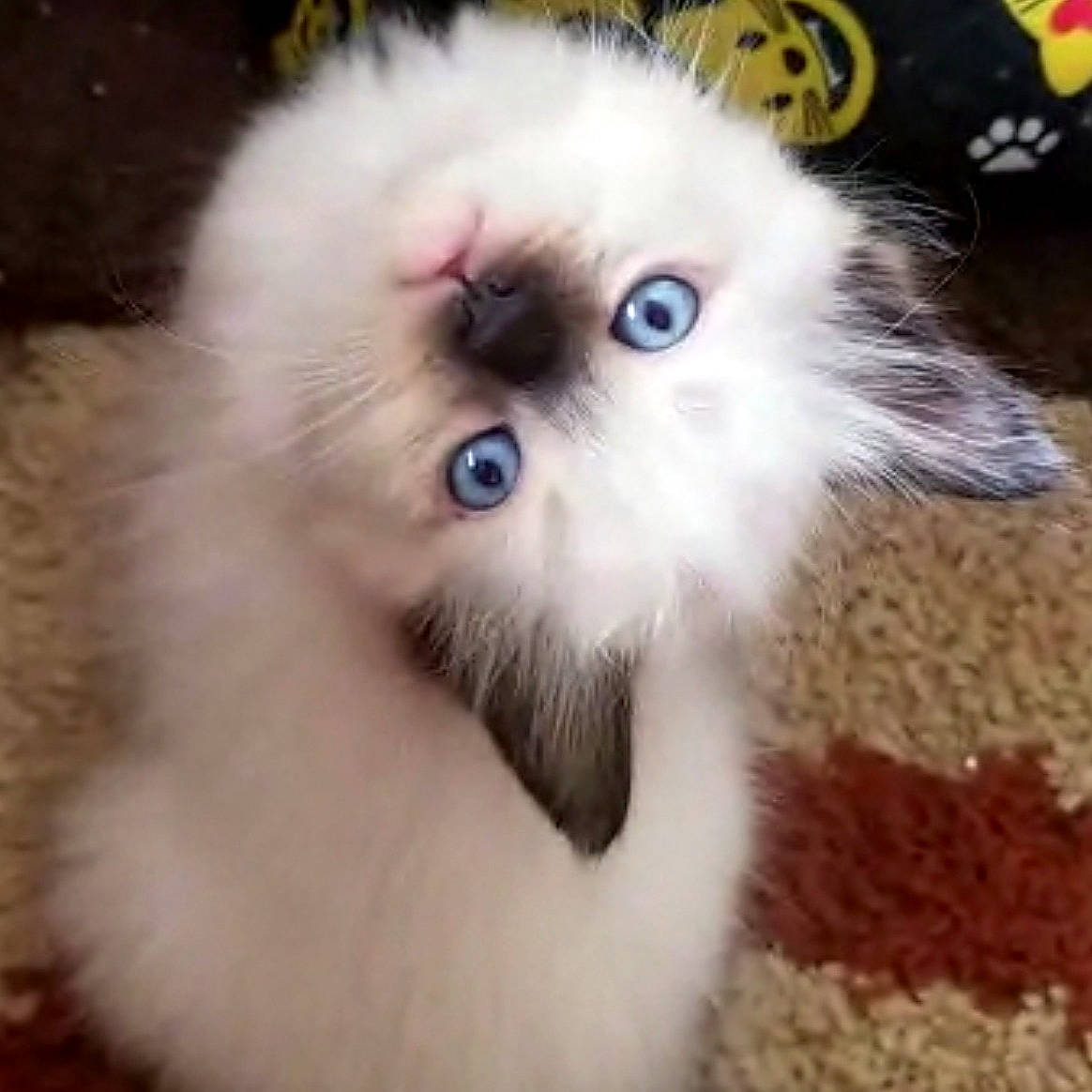 Cloe is registered to the contest to win money with this photo: asian_semi_longhair, balinese, birman, carnivore, cat, domestic_long_haired_cat, eye, felidae, fur, himalayan, iris, kitten, mammal, nose, persian, ragdoll, small_to_medium_sized_cats, snout, vertebrate, whiskers