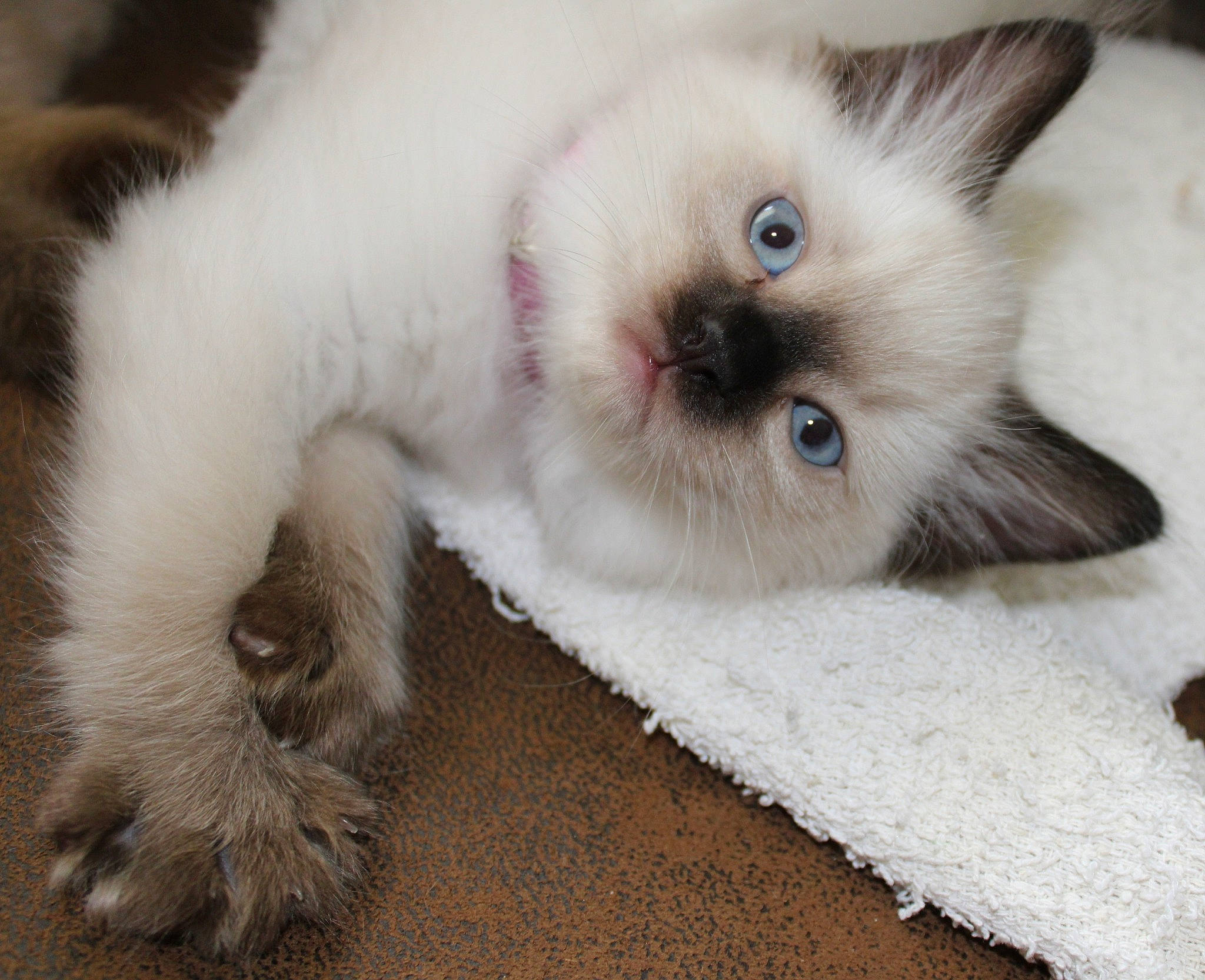 Cloe joined the competition — help win amazing prizes! balinese, birman, british_longhair, british_semi_longhair, carnivore, cat, eye, felidae, fur, himalayan, iris, kitten, mammal, paw, ragdoll, skin, small_to_medium_sized_cats, thai, vertebrate, whiskers