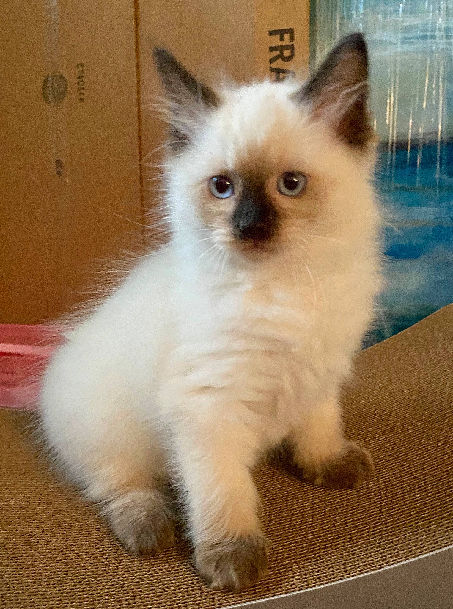 Cloe joined the competition — help win amazing prizes! asian, asian_semi_longhair, balinese, birman, british_semi_longhair, carnivore, cat, domestic_long_haired_cat, eye, felidae, himalayan, iris, kitten, mammal, napoleon_cat, ragdoll, small_to_medium_sized_cats, thai, vertebrate, whiskers