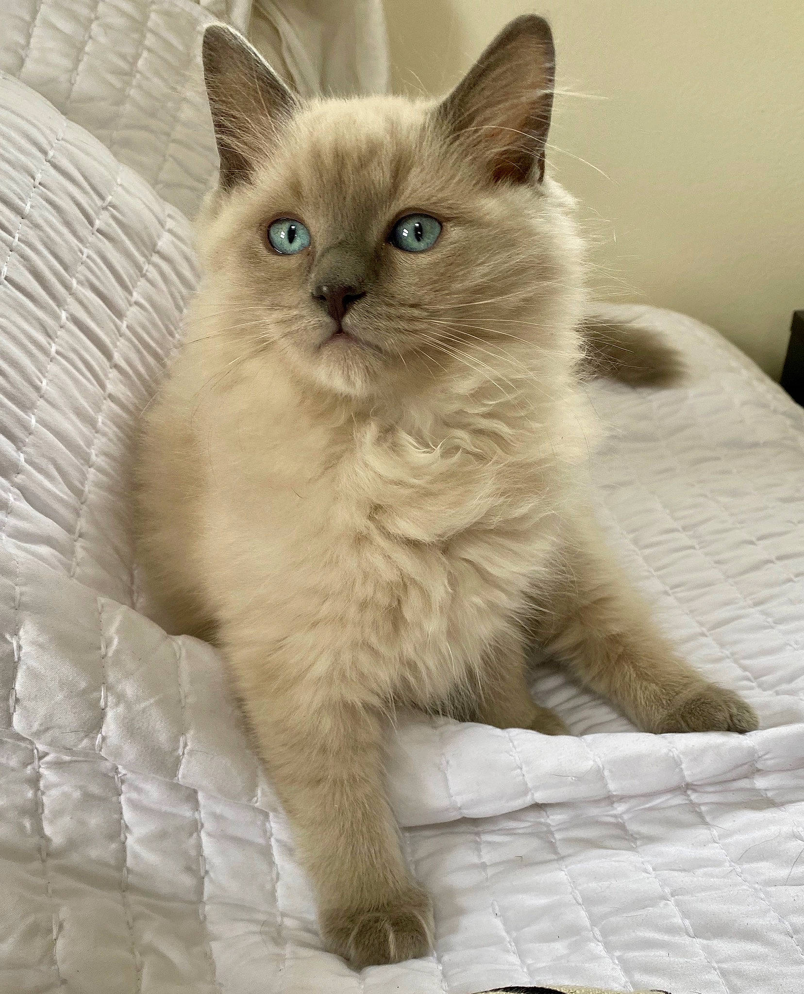Beaux is registered to the contest to win money with this photo: asian, asian_semi_longhair, balinese, birman, british_longhair, british_semi_longhair, carnivore, cat, domestic_long_haired_cat, eye, felidae, himalayan, kitten, mammal, ragdoll, small_to_medium_sized_cats, thai, tonkinese, vertebrate, whiskers