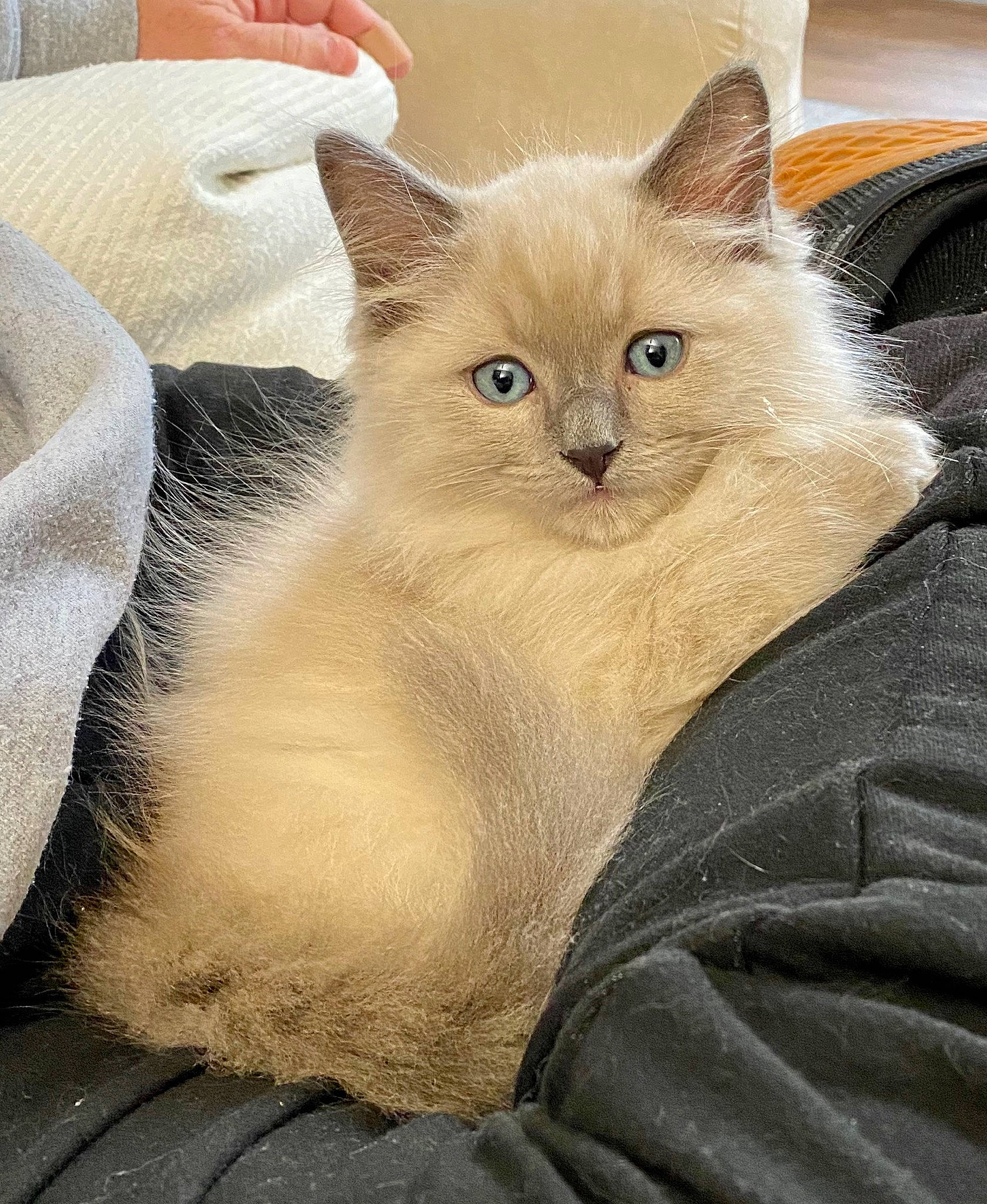 Beaux joined the competition — help win amazing prizes! asian, asian_semi_longhair, balinese, birman, british_semi_longhair, carnivore, cat, colorpoint_shorthair, domestic_long_haired_cat, fawn, felidae, fur, kitten, mammal, ragamuffin, ragdoll, siberian, small_to_medium_sized_cats, vertebrate, whiskers