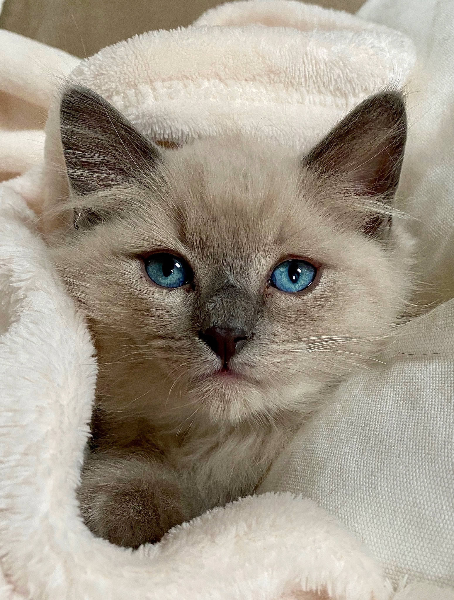 Beaux is registered to the contest to win money with this photo: asian, balinese, birman, burmese, burmilla, carnivore, cat, colorpoint_shorthair, eye, felidae, kitten, mammal, ojos_azules, ragdoll, small_to_medium_sized_cats, snout, thai, tonkinese, vertebrate, whiskers