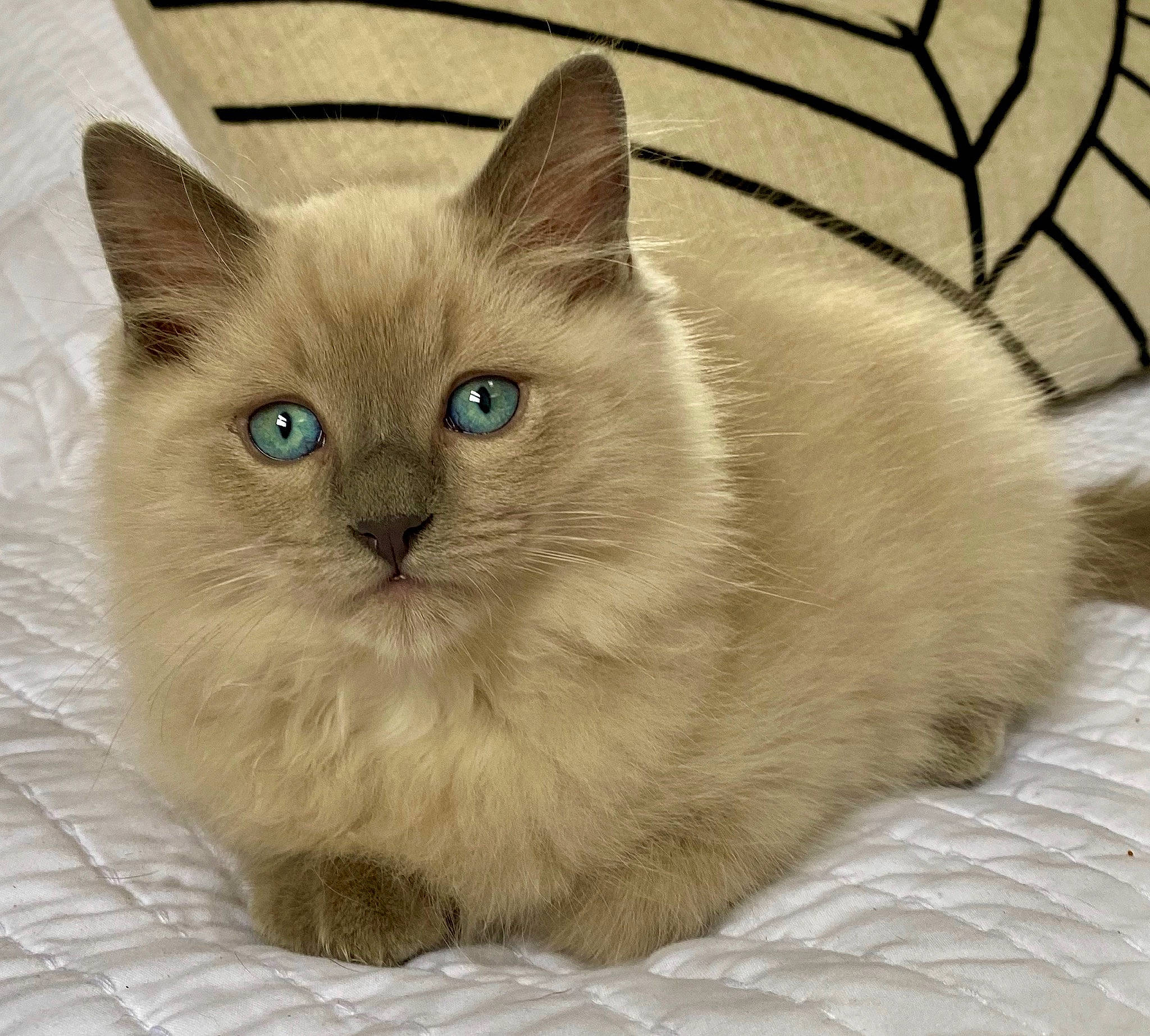 Beaux is registered to the contest to win money with this photo: asian_semi_longhair, balinese, birman, british_semi_longhair, burmese, carnivore, cat, domestic_long_haired_cat, eye, felidae, himalayan, iris, mammal, ragdoll, siamese, small_to_medium_sized_cats, thai, tonkinese, vertebrate, whiskers