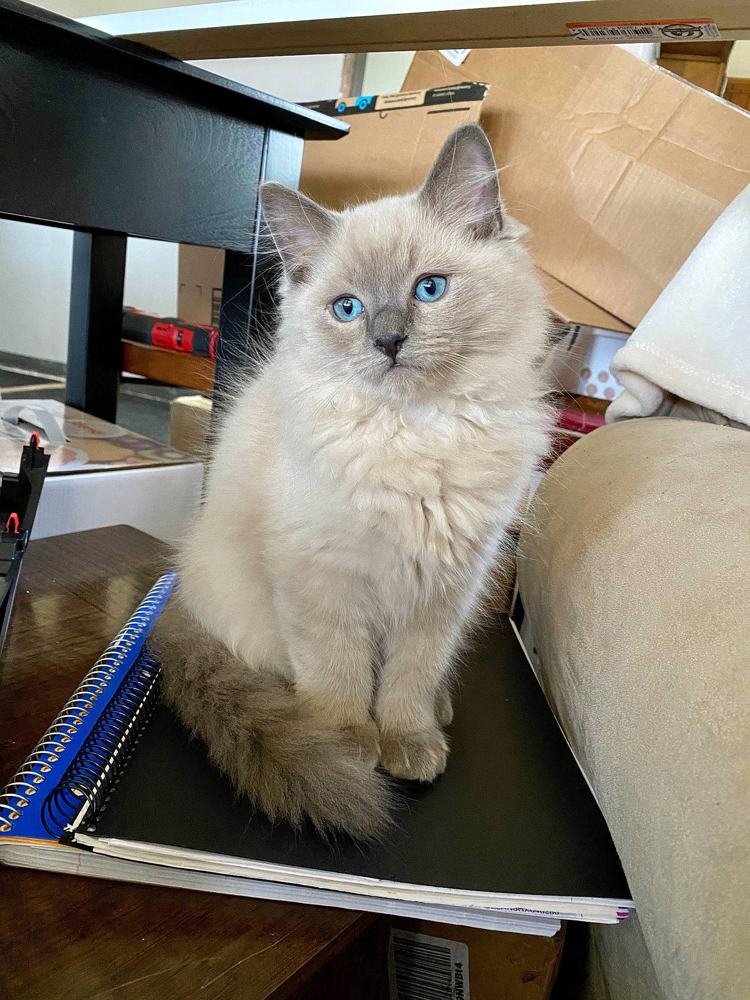 Beaux is registered to the contest to win money with this photo: asian_semi_longhair, balinese, british_longhair, british_semi_longhair, carnivore, cat, domestic_long_haired_cat, fawn, felidae, himalayan, kitten, mammal, ojos_azules, ragamuffin, ragdoll, siberian, small_to_medium_sized_cats, tonkinese, vertebrate, whiskers