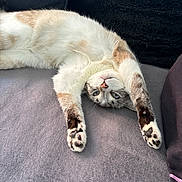Mia a rejoint le concours — aidez-le/la à gagner de superbes lots ! cat, stretching, paws, upside_down, couch, cozy, feline, relaxed, fur, indoor, pet, whiskers, tabby, blue_eyes, soft, resting, comfortable, animal, lazy, closeup