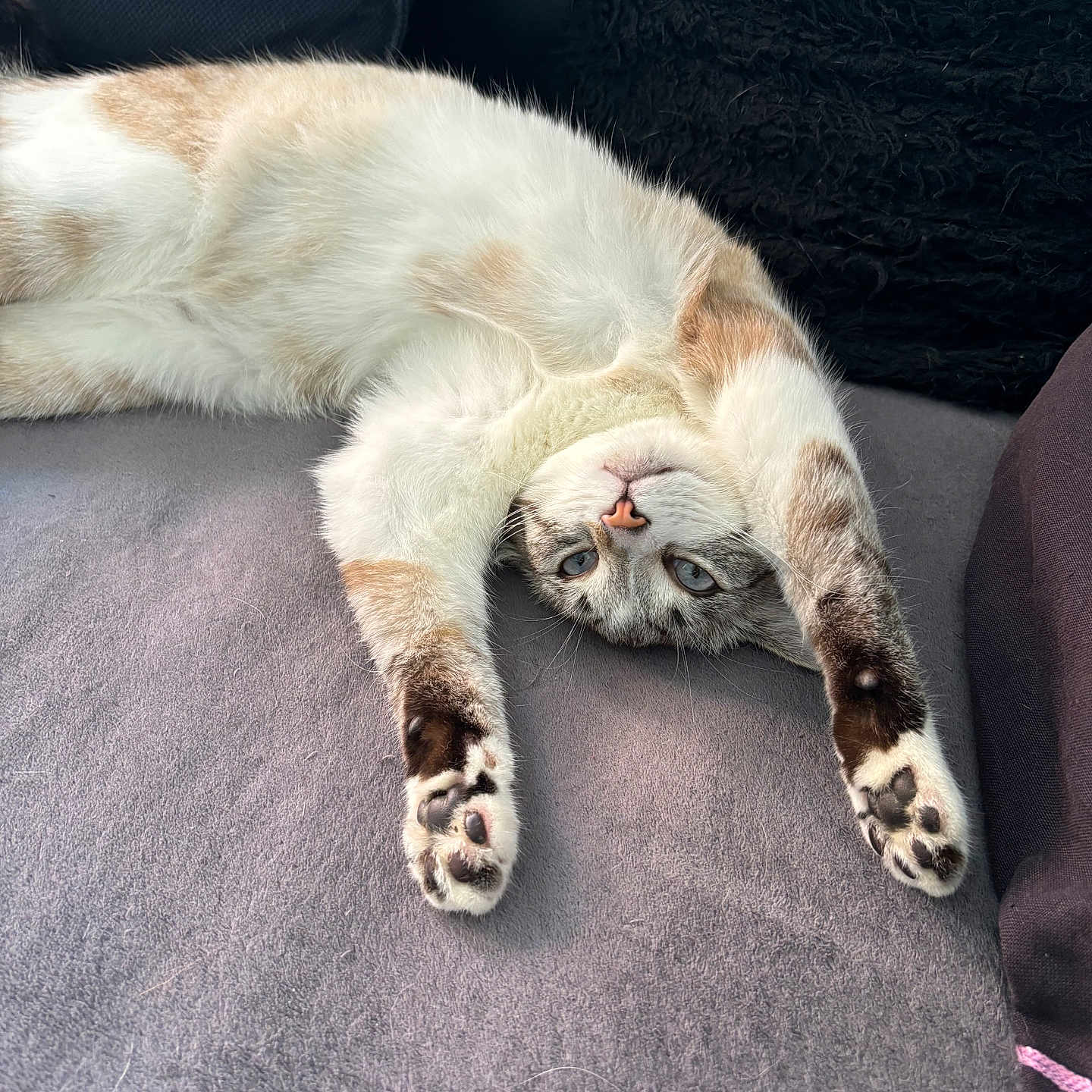 Mia a rejoint le concours — aidez-le/la à gagner de superbes lots ! animal, blue_eyes, cat, closeup, comfortable, couch, cozy, feline, fur, indoor, lazy, paws, pet, relaxed, resting, soft, stretching, tabby, upside_down, whiskers