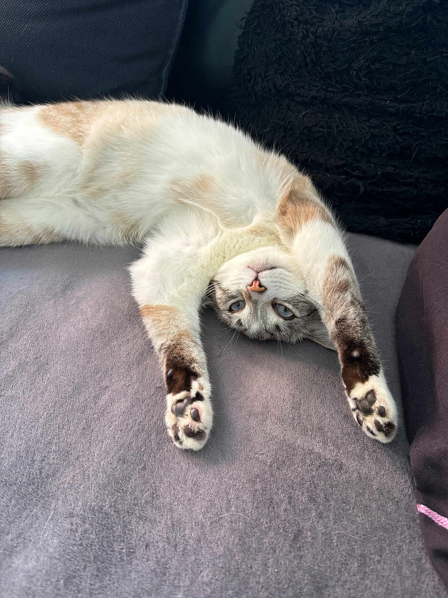 Mia a rejoint le concours — aidez-le/la à gagner de superbes lots ! cat, stretching, paws, upside_down, couch, cozy, feline, relaxed, fur, indoor, pet, whiskers, tabby, blue_eyes, soft, resting, comfortable, animal, lazy, closeup