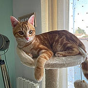 Amox participe au concours pour gagner de l'argent avec cette photo : ginger_cat, cat, tabby, kitten, cat_tree, window, curtain, tripod_lamp, radiator, indoor, cozy, fur, whiskers, ears, paw, tail, sunlight, portrait, relaxed, home_interior