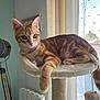 ginger_cat, cat, tabby, kitten, cat_tree, window, curtain, tripod_lamp, radiator, indoor, cozy, fur, whiskers, ears, paw, tail, sunlight, portrait, relaxed, home_interior