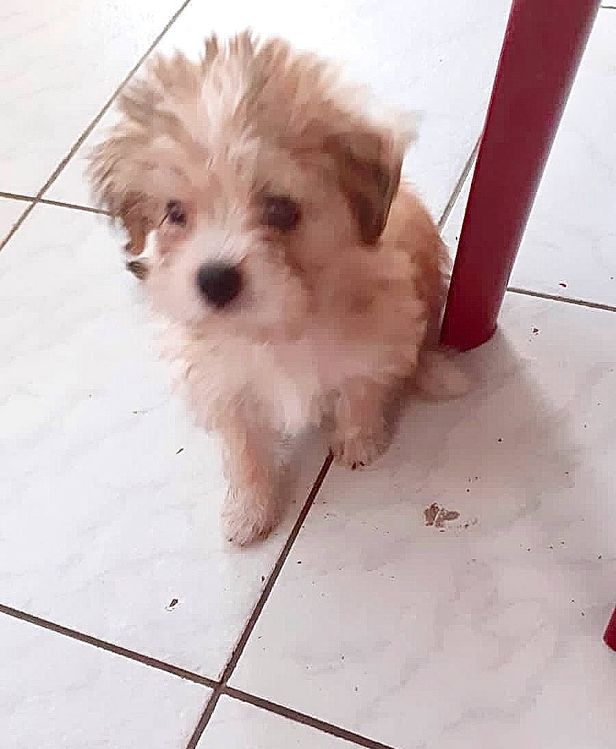 Calinou participe au concours pour gagner de l'argent avec cette photo : canidae, carnivore, companion_dog, dog, dog_breed, flooring, fur, liver, mal_shi, maltepoo, puppy_love, shih_poo, small_terrier, snout, sporting_group, terrier, toy_dog, whiskers, wood, working_animal