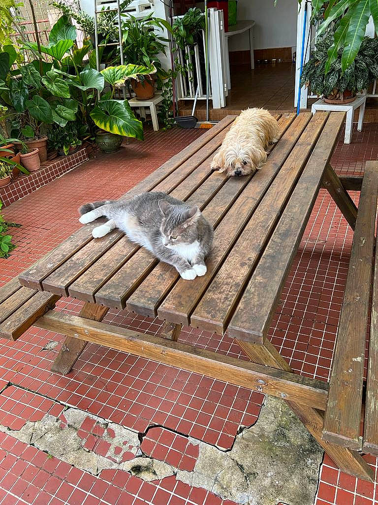 Calinou a rejoint le concours — aidez-le/la à gagner de superbes lots ! brick, brickwork, building_material, cat, composite_material, felidae, floor, flooring, grass, hardwood, outdoor_furniture, plank, plant, plywood, road_surface, roof, small_to_medium_sized_cats, window, wood, wood_stain