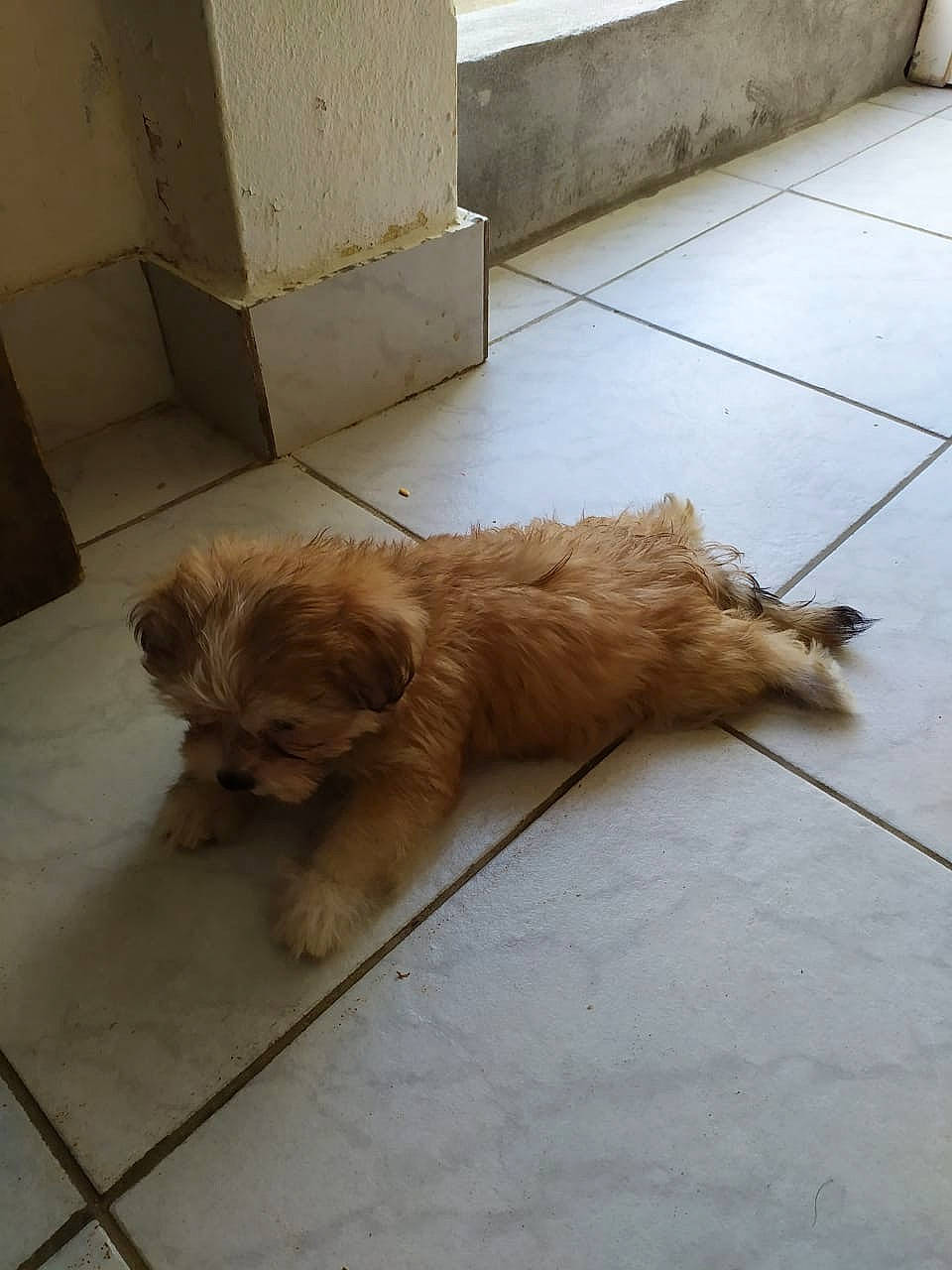 Calinou a rejoint le concours — aidez-le/la à gagner de superbes lots ! canidae, carnivore, companion_dog, dog, dog_breed, fawn, felidae, floor, flooring, fur, hardwood, liver, road_surface, snout, sporting_group, tail, toy_dog, whiskers, wood, working_animal