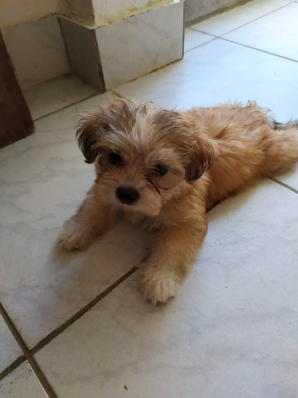 Calinou a rejoint le concours — aidez-le/la à gagner de superbes lots ! canidae, carnivore, companion_dog, dog, dog_breed, dog_supply, fawn, floor, flooring, hardwood, liver, shih_poo, shipping_box, small_terrier, snout, sporting_group, terrier, toy_dog, wood, working_animal