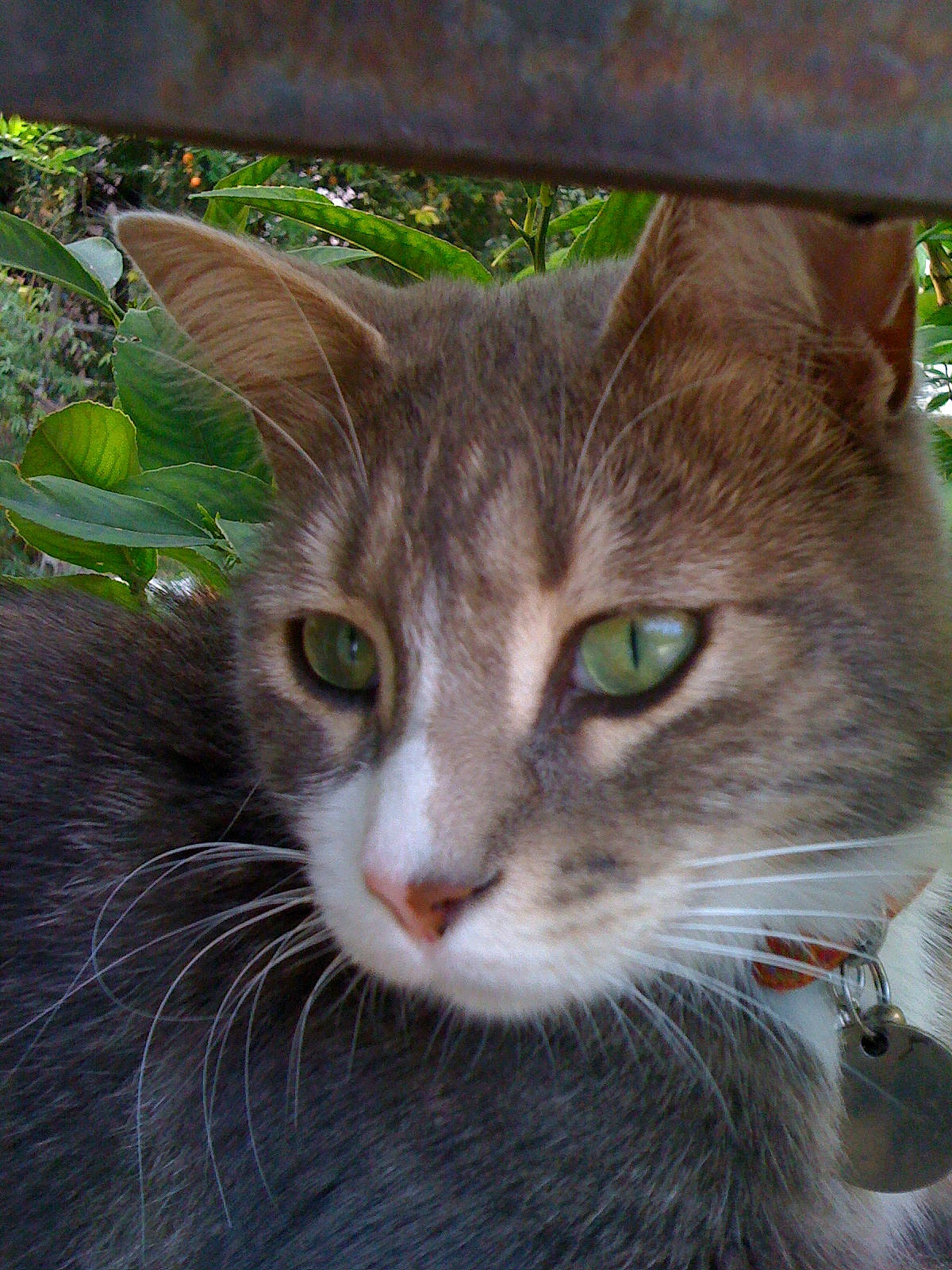 Chipie participe au concours pour gagner de l'argent avec cette photo : carnivore, cat, collar, domestic_short_haired_cat, door, eye, felidae, fur, grass, head, iris, plant, small_to_medium_sized_cats, snout, terrestrial_animal, tree, whiskers, wildlife, window, wood