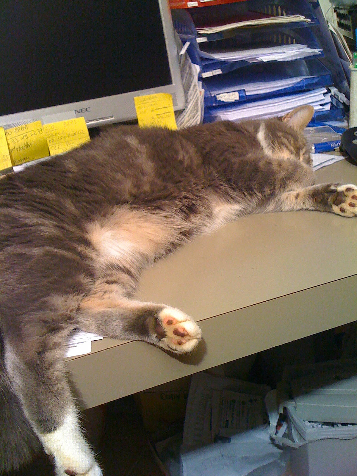 Chipie participe au concours pour gagner de l'argent avec cette photo : box, carnivore, cat, claw, comfort, domestic_short_haired_cat, felidae, fur, human_leg, lap, nap, paw, small_to_medium_sized_cats, tail, whiskers