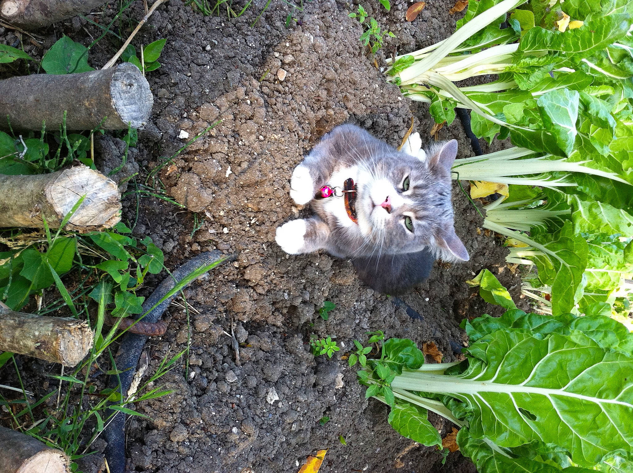 Chipie a rejoint le concours — aidez-le/la à gagner de superbes lots ! annual_plant, carnivore, cat, domestic_short_haired_cat, fawn, felidae, flowering_plant, fur, garden, grass, groundcover, herb, plant, small_to_medium_sized_cats, snout, soil, tail, terrestrial_animal, whiskers, wildlife