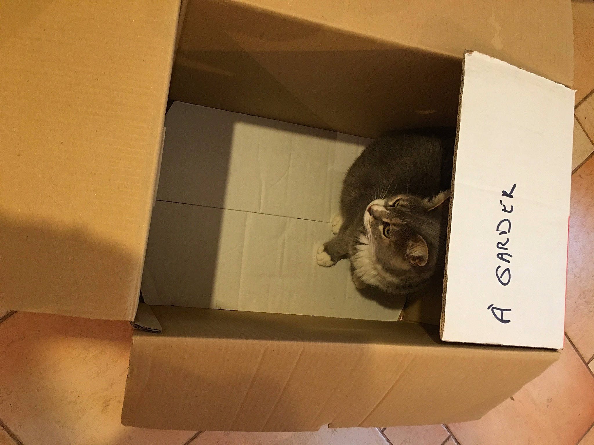 Chipie participe au concours pour gagner de l'argent avec cette photo : art, box, cardboard, carton, eyewear, facial_hair, flooring, glasses, handwriting, packaging_and_labeling, packing_materials, paper, paper_product, rectangle, room, shipping_box, tints_and_shades, vision_care, visual_arts, wood