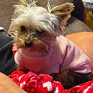 Addie Rose is registered to the contest to win money with this photo: dog, small_dog, pink_sweater, blanket, red_blanket, couch, indoor, pet, fur, cozy, cute, relaxed, seated, animal, companion, warm_lighting, textile, furniture, domestic, household