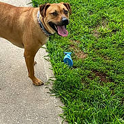 Ramona is registered to the contest to win money with this photo: animal, brown, canine, collar, daylight, dog, grass, greenery, happy, nature, outdoor, paw, pet, playful, sidewalk, snout, spray_bottle, summer, tongue_out, walking