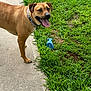 animal, brown, canine, collar, daylight, dog, grass, greenery, happy, nature, outdoor, paw, pet, playful, sidewalk, snout, spray_bottle, summer, tongue_out, walking