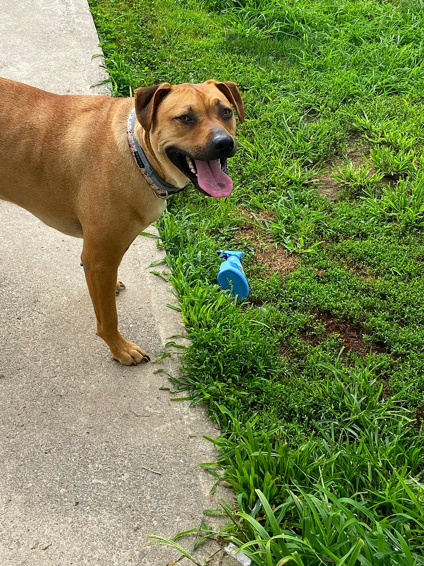 Ramona