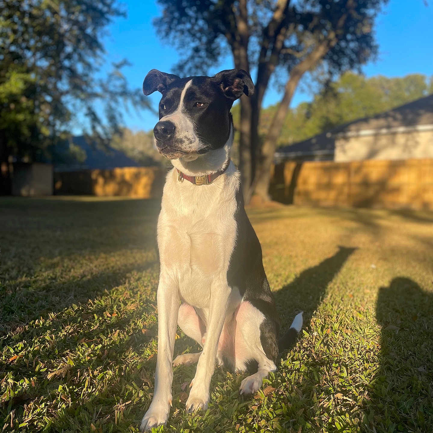 Max joined the competition — help win amazing prizes! animal, backyard, black_and_white, calm, canine, collar, daytime, dog, fence, grass, house, nature, outdoor, pet, quiet, shadow, sitting, sunlight, trees, watchful