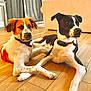 dog, indoor, wooden_floor, living_room, pet, canine, collar, two_dogs, brown_and_white, black_and_white, laying_down, floor, domestic_animal, companions, curious, furniture, home, animal, cute, relaxed