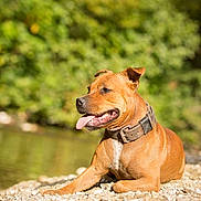 Mayla a rejoint le concours — aidez-le/la à gagner de superbes lots ! animal, brown_dog, canine, collar, daylight, dog, ears, fur, greenery, muzzle, nature, outdoor, pebble_beach, pet, relaxation, resting, river, sunny, tongue_out, water